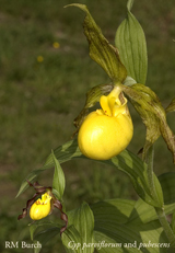 Cypripedium parviflorum